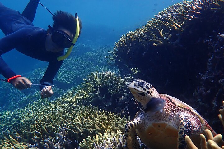 Snorkeling in Menjangan Island with Pickup and Lunch