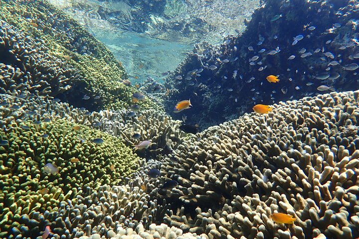 Snorkeling in Menjangan Island with Pickup and Lunch