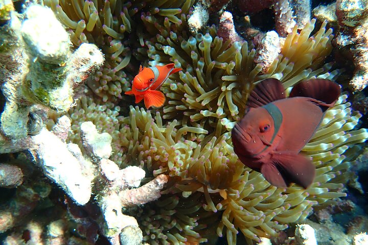 Snorkeling in Menjangan Island with Pickup and Lunch