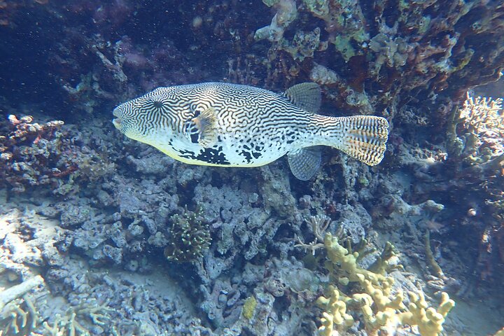 Snorkeling in Menjangan Island with Pickup and Lunch