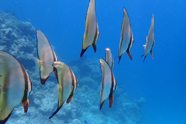Snorkeling in Menjangan Island with Pickup and Lunch