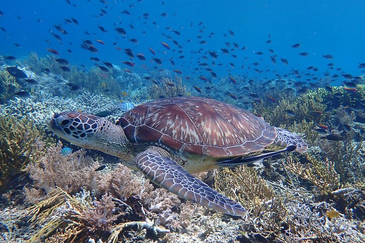 Snorkeling in Menjangan Island with Pickup and Lunch