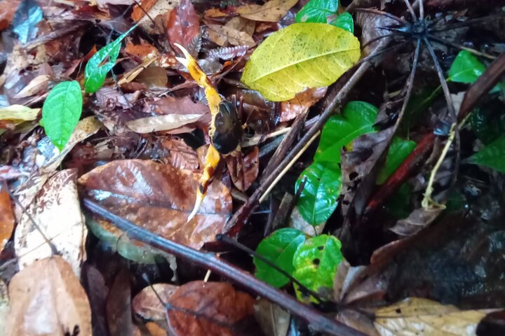 Private Dominica Tour to Trafalgar Falls &Titou Gorge via Minibus