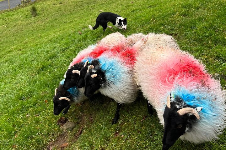 Small Group Kylemore Abbey, Sheepdog Demo & Connemara Tour