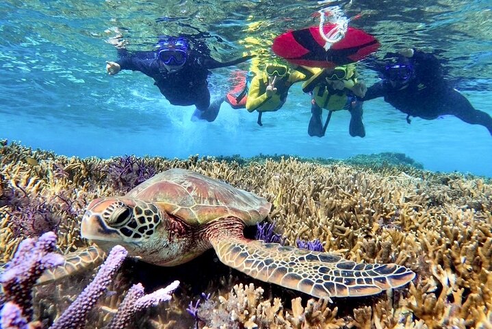 Okinawa Miyako Full Day Sea Turtle Snorkel and SUP or Canoe