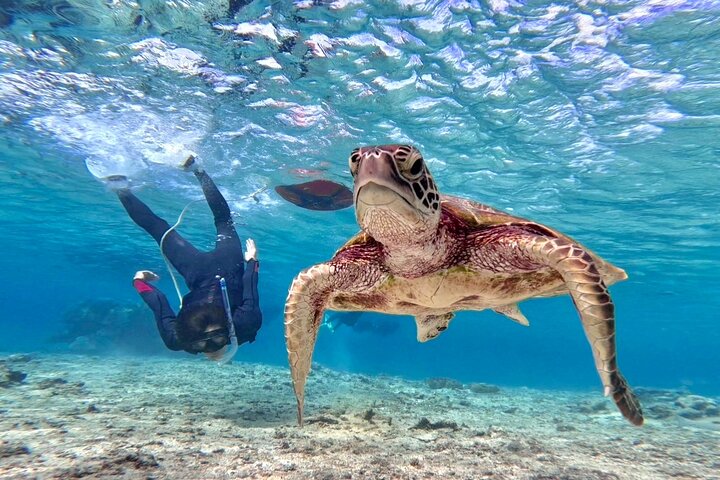 Okinawa Miyako Full Day Sea Turtle Snorkel and SUP or Canoe