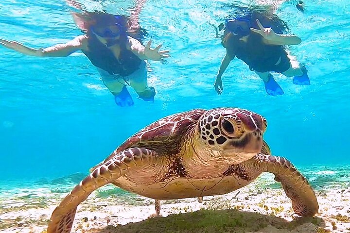 Okinawa Miyako Half Day Sea Turtle Snorkel with Free Photos