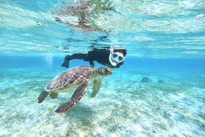 Okinawa Miyako Full Day Sea Turtle Snorkel and SUP or Canoe