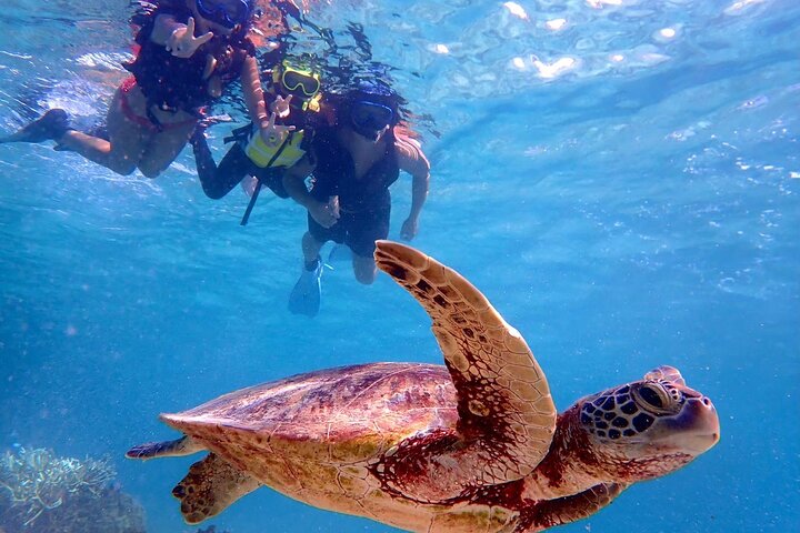 Okinawa Miyako Half Day Sea Turtle Snorkel with Free Photos