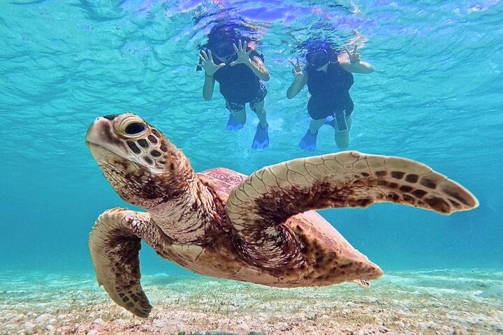 Okinawa Miyako Half Day Sea Turtle Snorkel with Free Photos