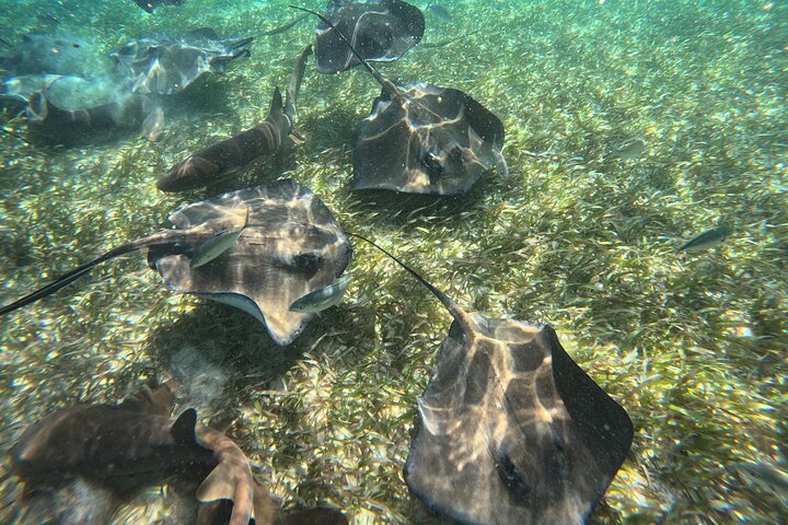 Let's snorkel Hol Chan the Best Marine Reserve in Belize