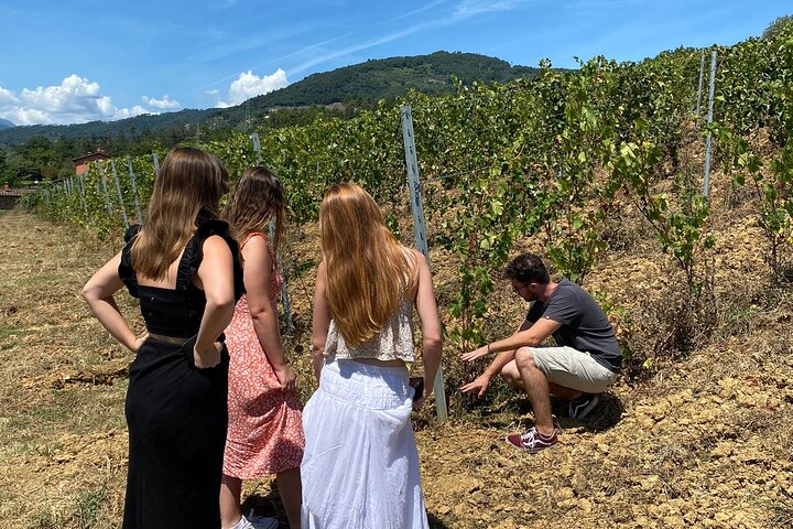 Tuscan Wine Tour in Lucca by van
