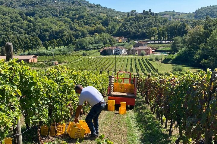 Tuscan Wine Tour in Lucca by van