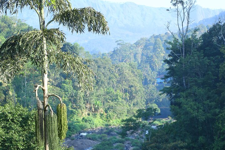 Green Magic Day Tour to Munnar