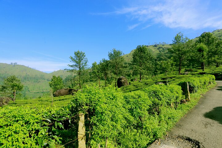 Green Magic Day Tour to Munnar