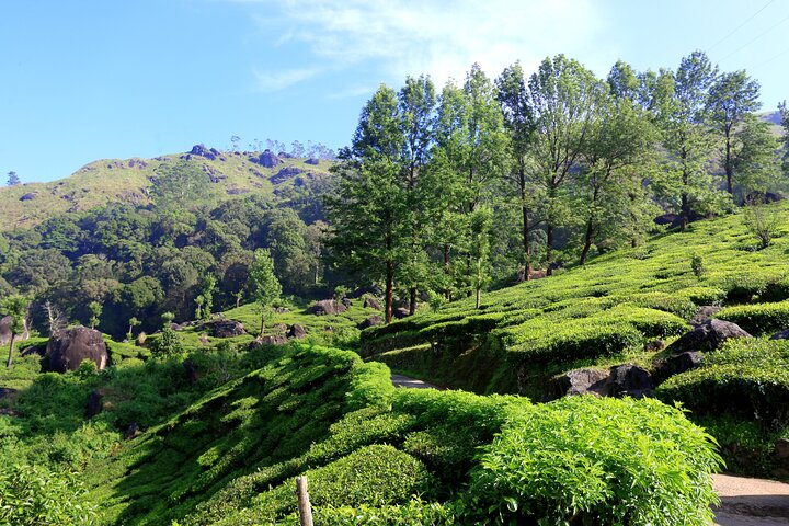 Green Magic Day Tour to Munnar