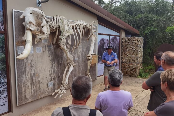 Half-Day Addo Elephant National Park