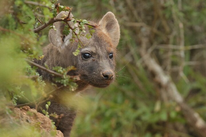 Half-Day Addo Elephant National Park