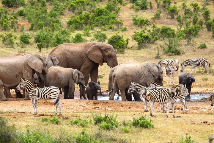 Half-Day Addo Elephant National Park