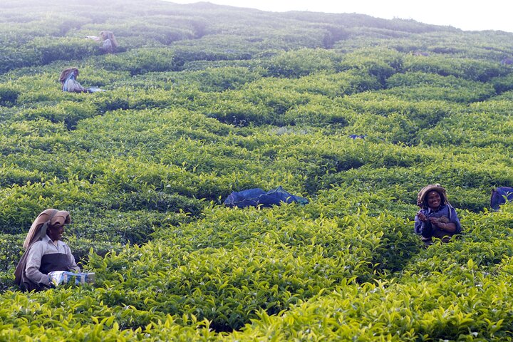 Green Magic Day Tour to Munnar