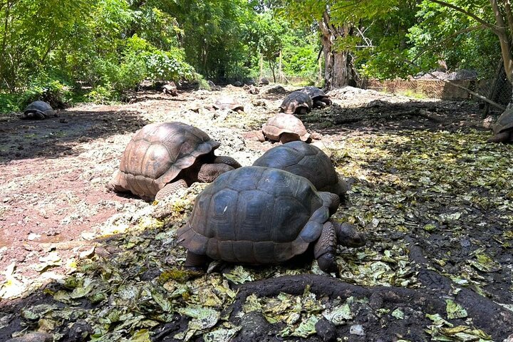 A Half Day Private Prison Island Tour