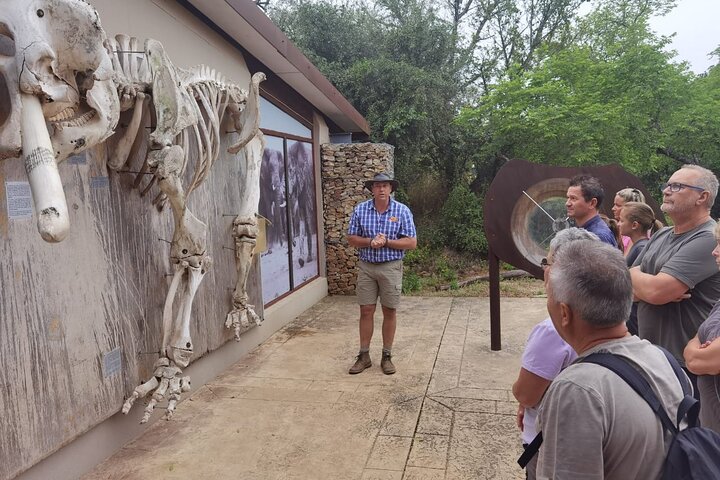 Full-Day Addo Elephant Park & Giraffe Walk