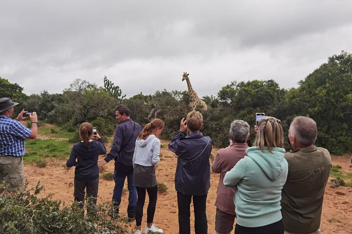 Full-Day Addo Elephant Park & Giraffe Walk