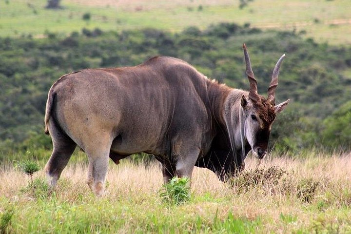 Full-Day Addo Elephant Park & Giraffe Walk