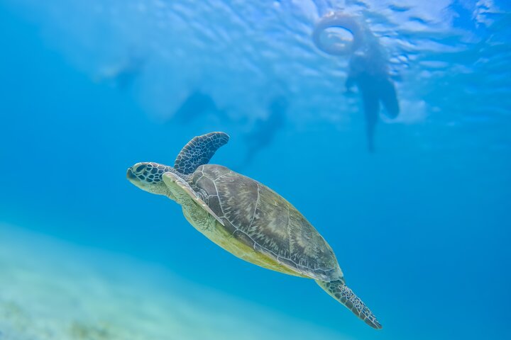 Full-Day Special Wasini Island Tour with Snorkeling and Lunch