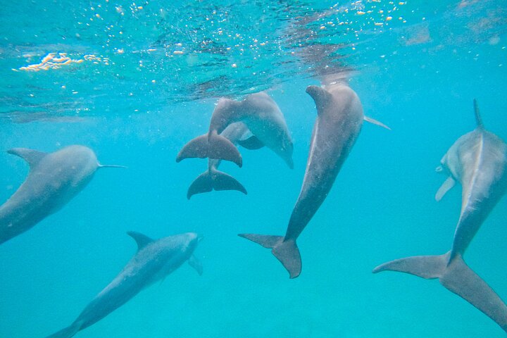 Full-Day Special Wasini Island Tour with Snorkeling and Lunch