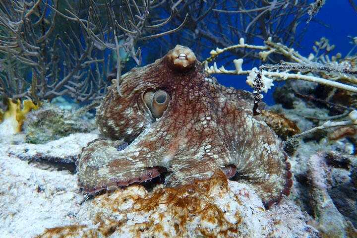 Klein Bonaire Marine Park Snorkeling Excursion
