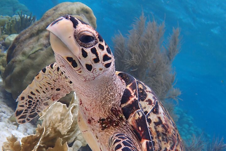 Klein Bonaire Marine Park Snorkeling Excursion