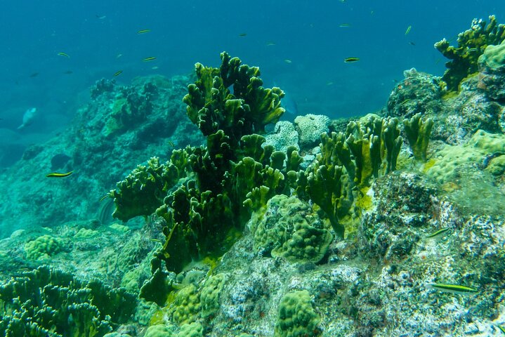 Full Day Private Boat Tour to the Lagoon of Guadeloupe