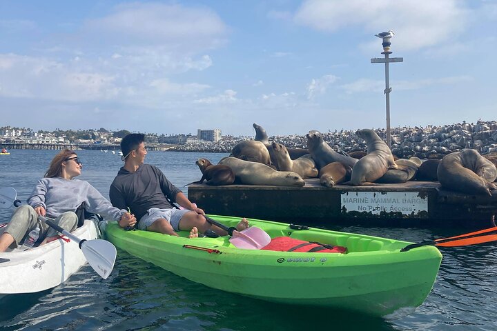 Kayak with Sea Lions in a Calm, Beautiful, Redondo Beach Harbor