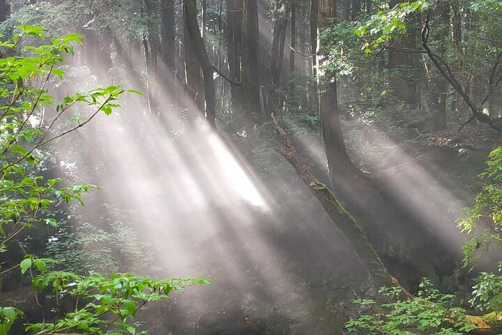 Exploring Mt Fuji Ice Cave and Sea of Trees Forest