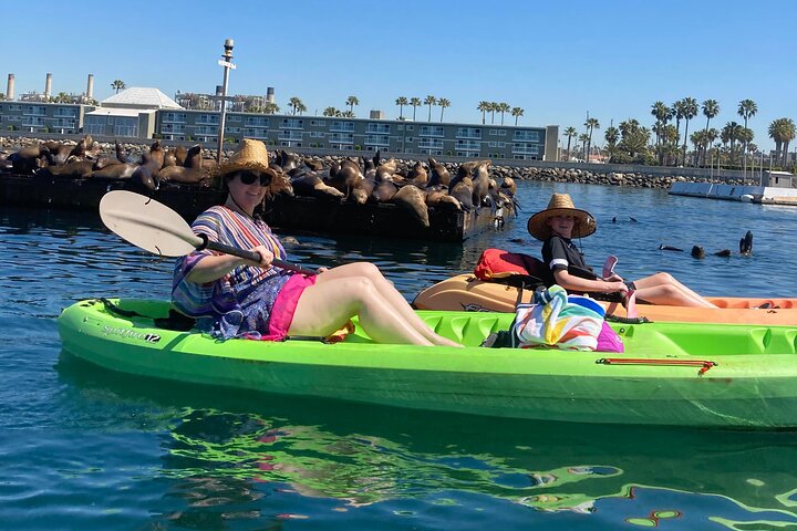 Kayak with Sea Lions in a Calm, Beautiful, Redondo Beach Harbor