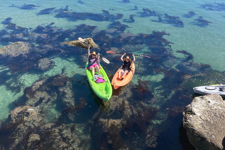 Kayak with Sea Lions in a Calm, Beautiful, Redondo Beach Harbor