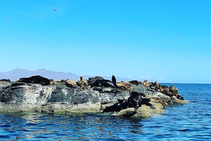 Island Tour with Snorkeling and Picnic