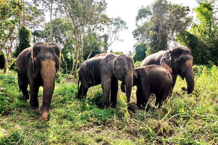 6 Hours Elephant Care and Jungle Tour by 4WD in Koh Samui