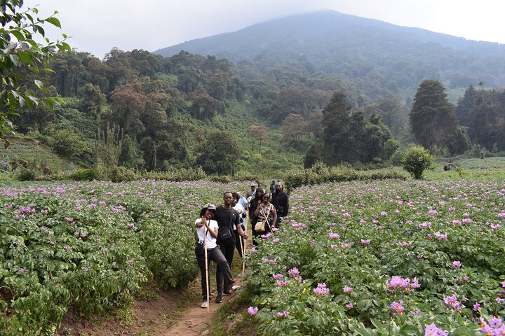 Scenic walk around volcanoes