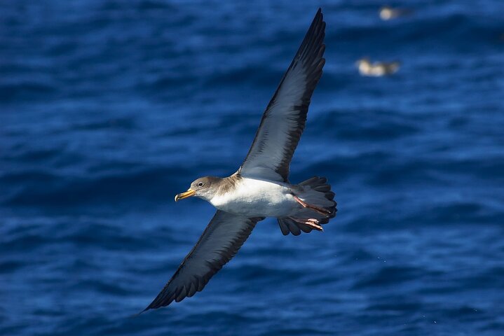 Madeira Dolphin & Whale Watching Tour