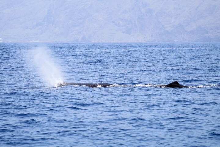 Madeira Dolphin & Whale Watching Tour