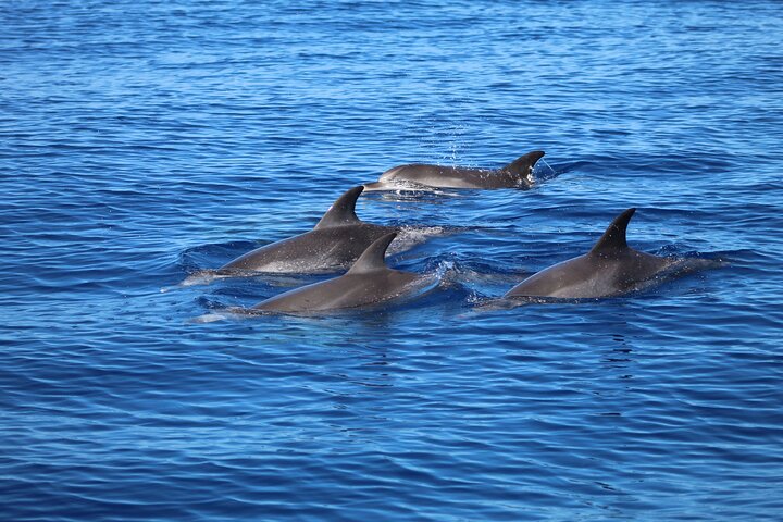 Madeira Dolphin & Whale Watching Tour