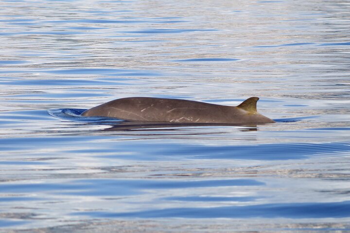 Madeira Dolphin & Whale Watching Tour