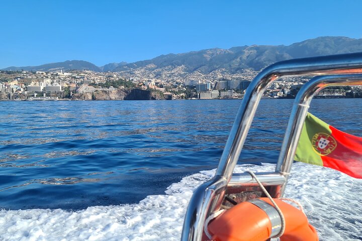 Madeira Dolphin & Whale Watching Tour