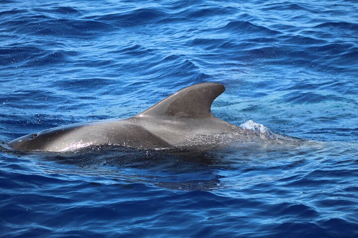 Madeira Dolphin & Whale Watching Tour