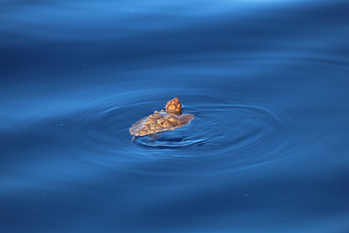 Madeira Dolphin & Whale Watching Tour