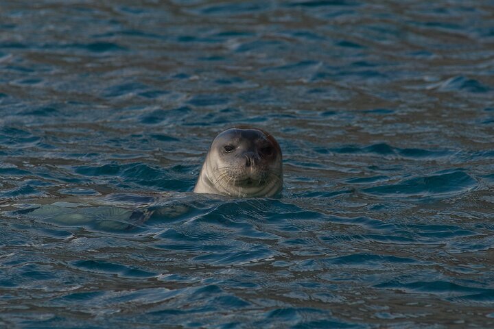 Madeira Dolphin & Whale Watching Tour