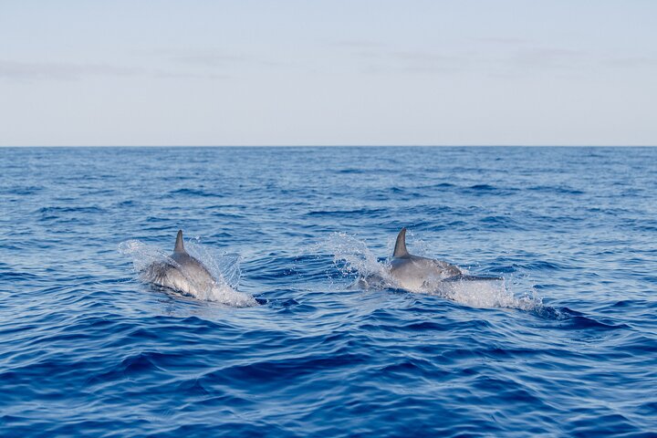 Madeira Dolphin & Whale Watching Tour