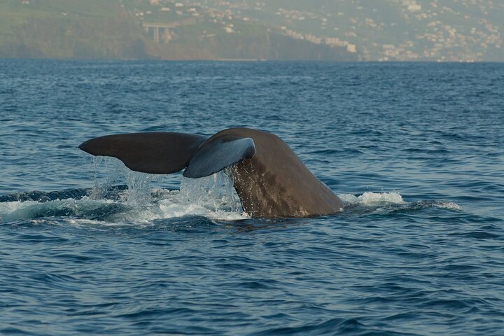 Madeira Dolphin & Whale Watching Tour